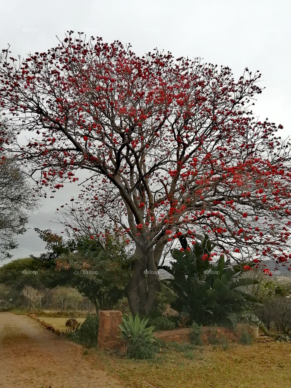 Red flower tree