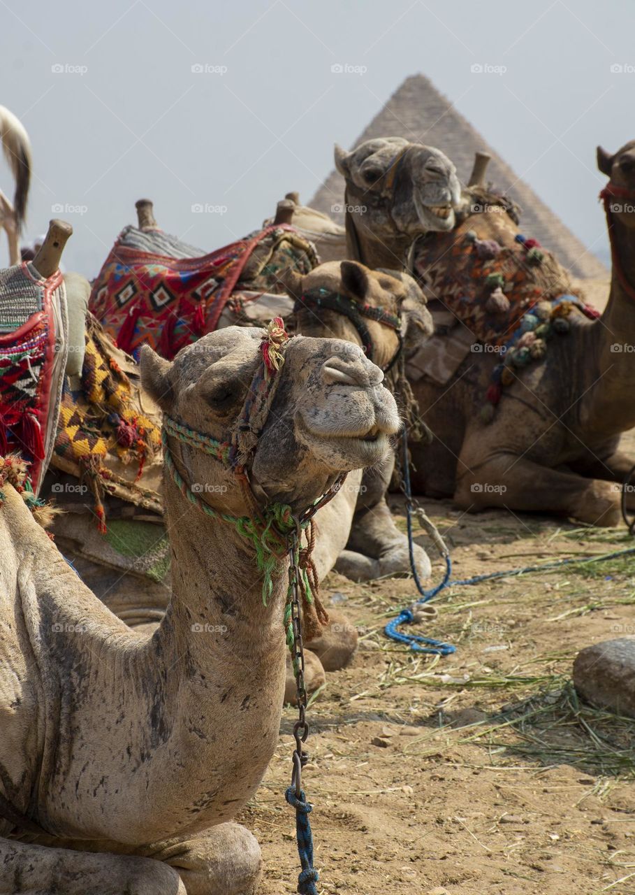 Camels resting near the pyramids in Egypt