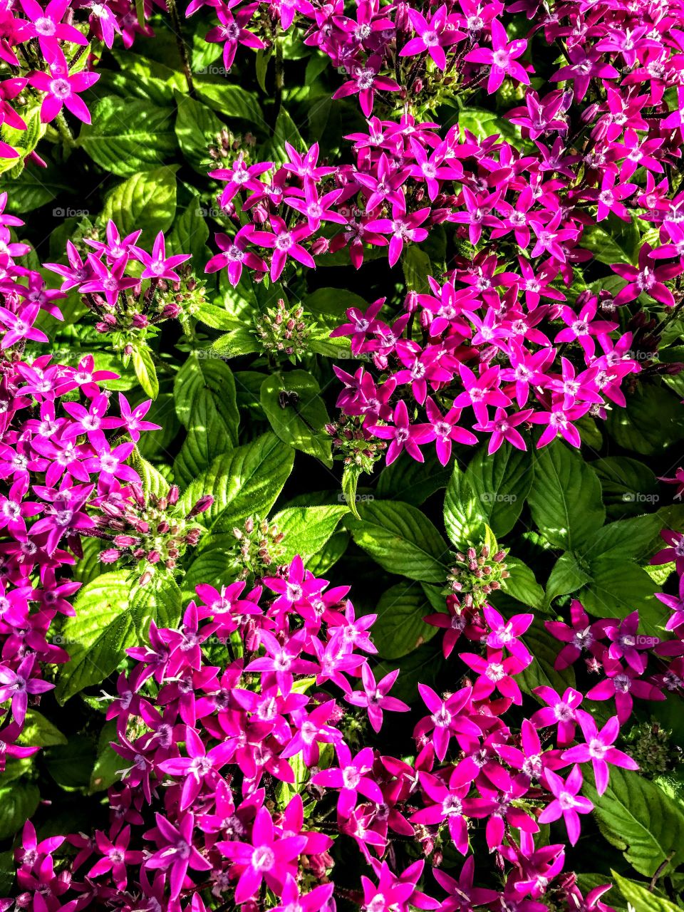 Pentas - hot pink and vibrant green beauty 