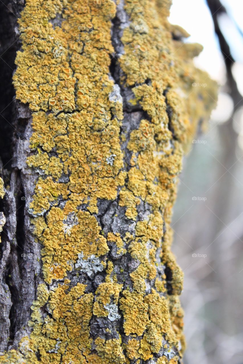 Macro detailed closeup of green yellow moss on a tree with a blurred background