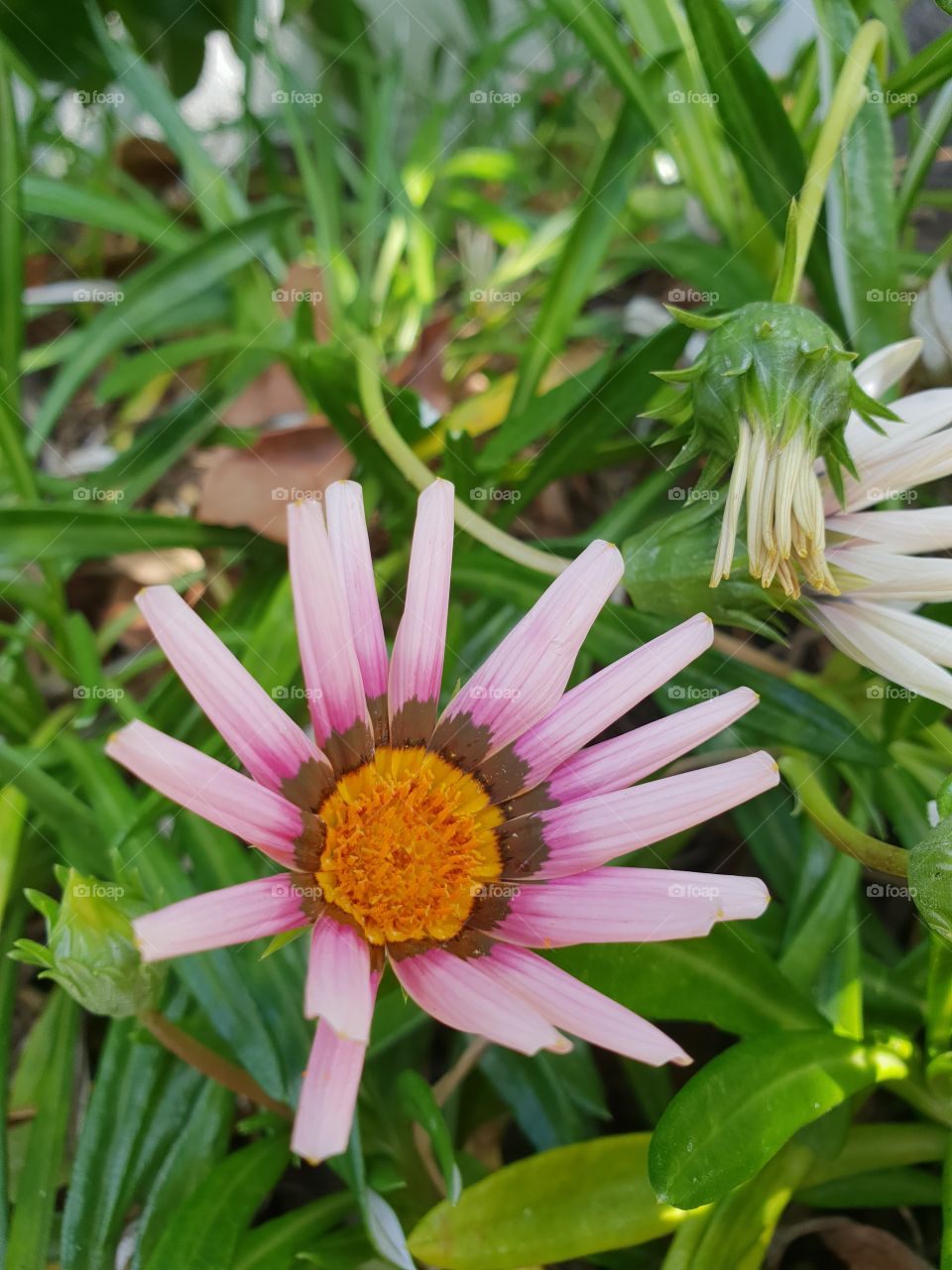 Pink ground cover flower