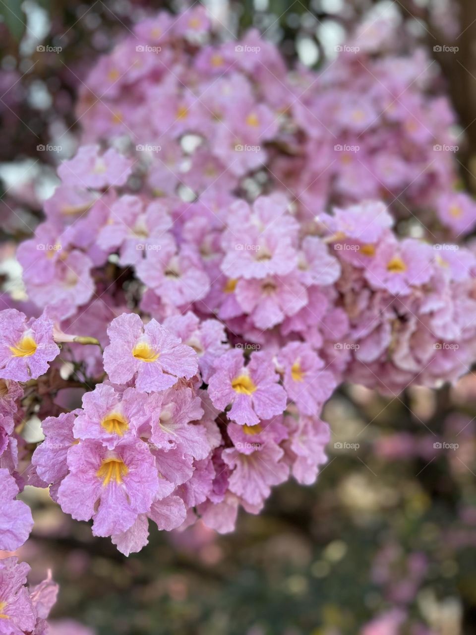 Beautiful Tabebuia Rosea in full bloom