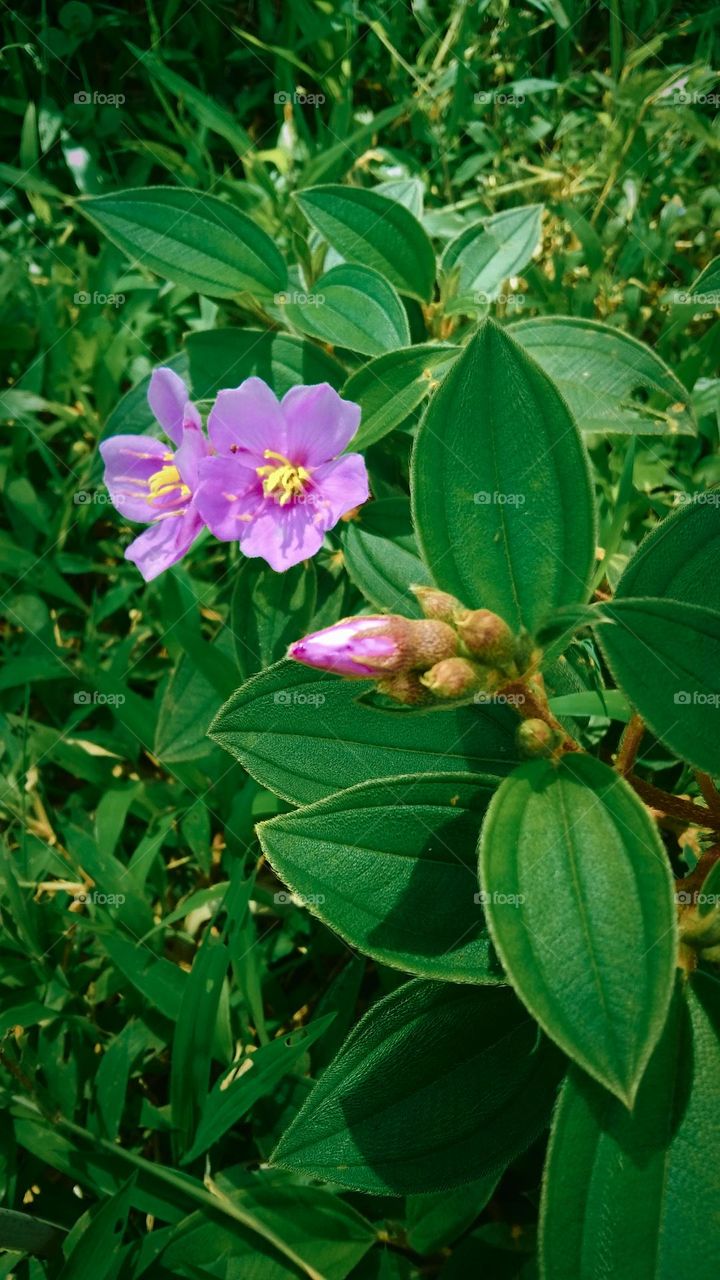 Melastoma affine, commonly called Blue Tongue, a hardy evergreen medium sized shrub, the picture taken on March 15th, 2023 - Rantepao, north Toraja regency, Indonesia.