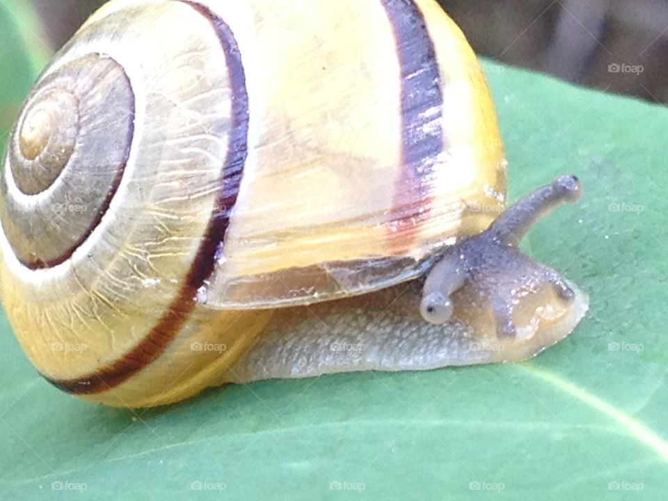 Snail friend Jeffery 