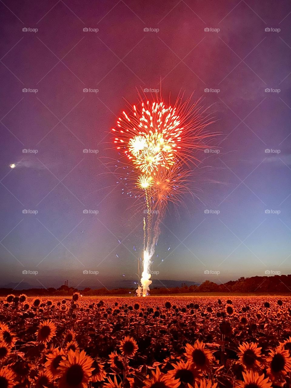 Fireworks over a field of sunflowers