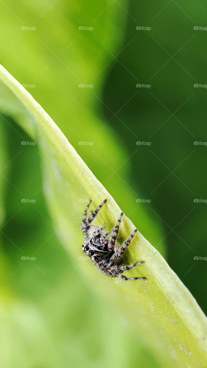 Tiny spider