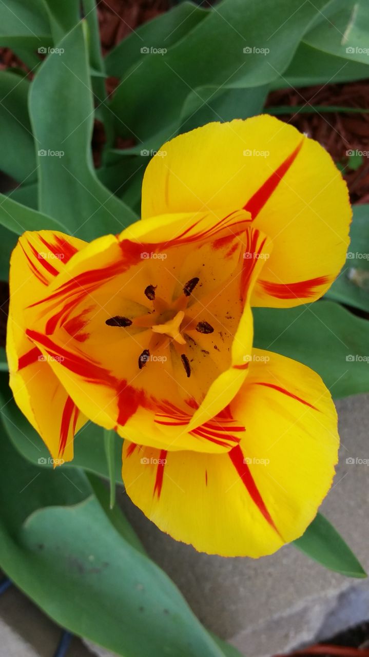 Yellow and Red Tulip. A tulip in my garden. 
