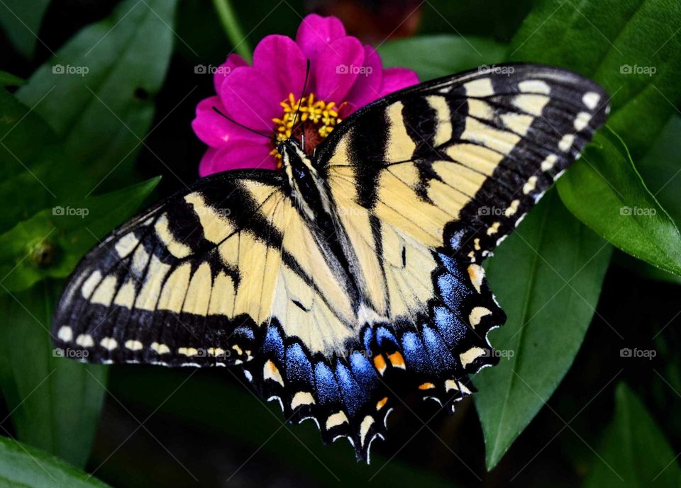 Yellow Wings and Pink Flower
