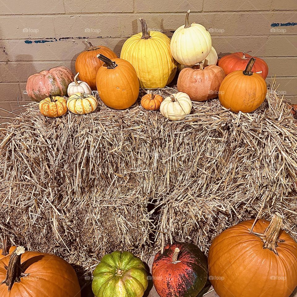 Pumpkin Display