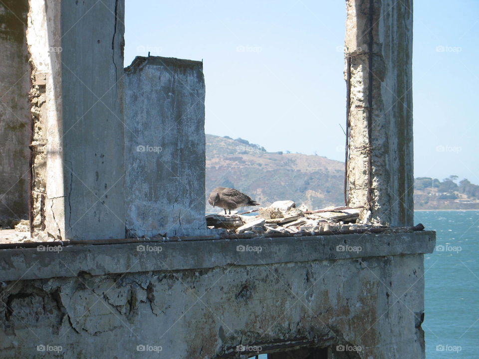 Birds on the Abandoned