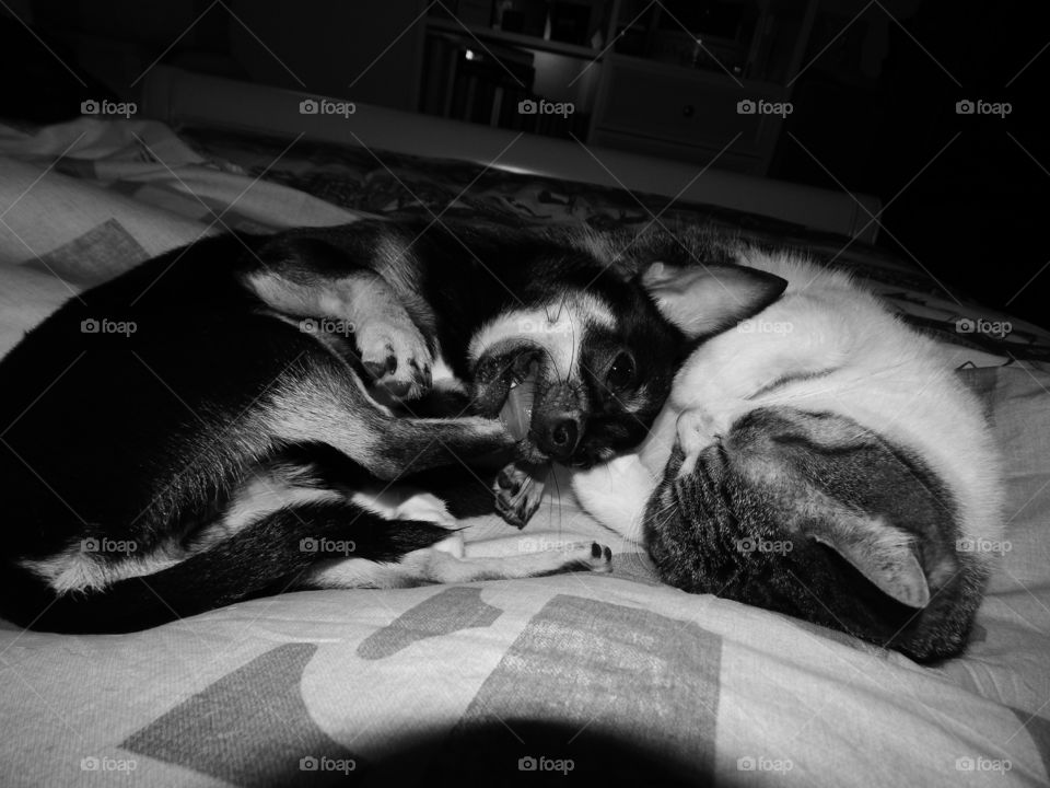 A young chihuahua smiling when sleep together his cat friend