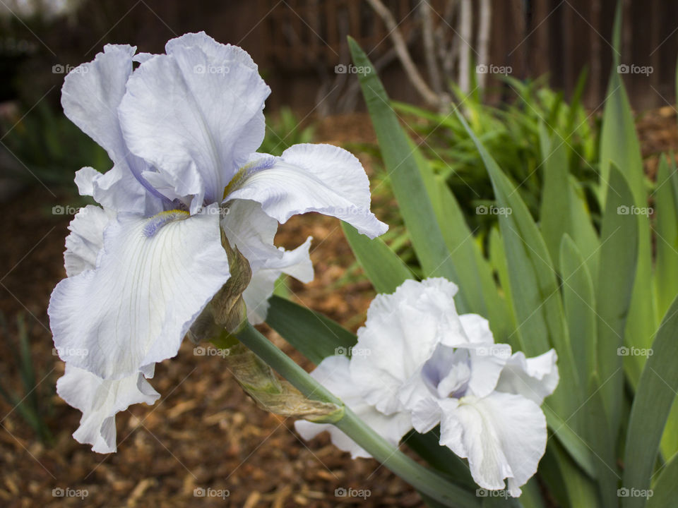 Iris. Blooming iris