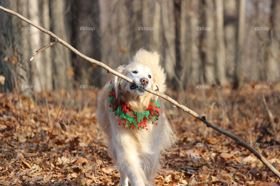 Kaci, our golden retriever is managing the branches in the woods