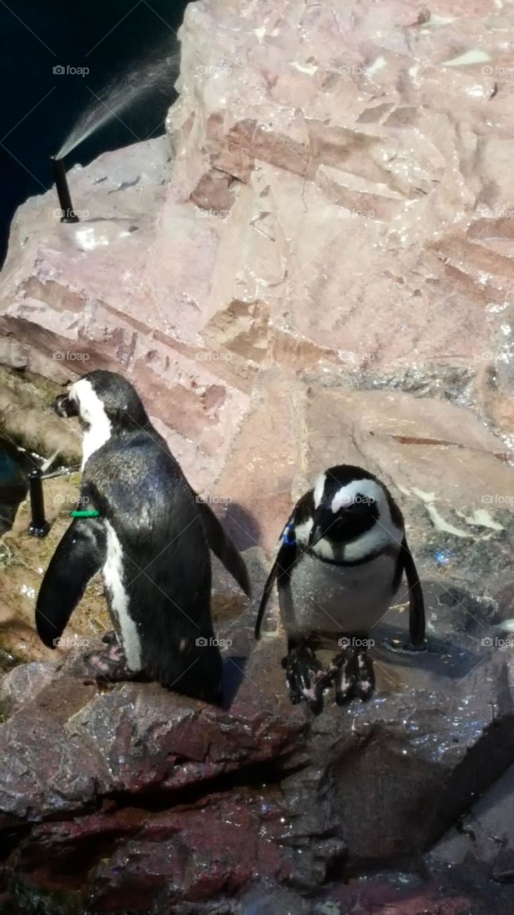 Penguins