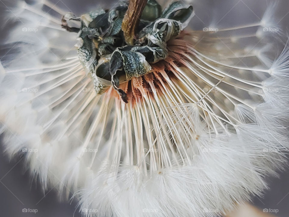 Closeup displaying the beauty of a wildflower in the seeding cycle. The seeds have a beautiful fluffy texture that helps them float and spread.