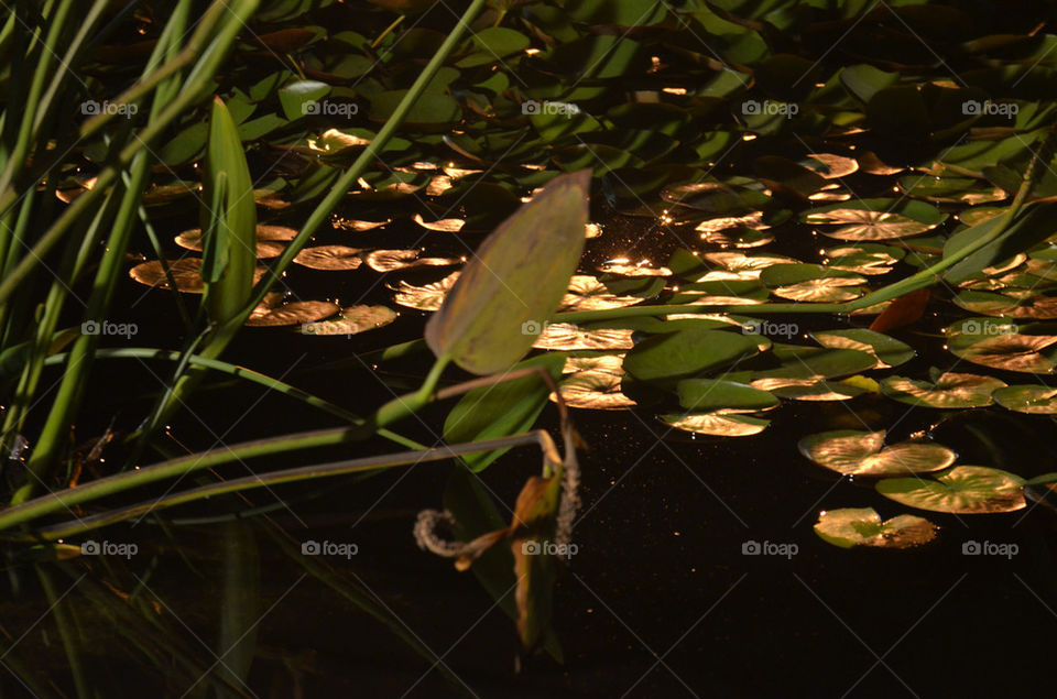 reflection swamp השתקפות ביצה by shanitamari