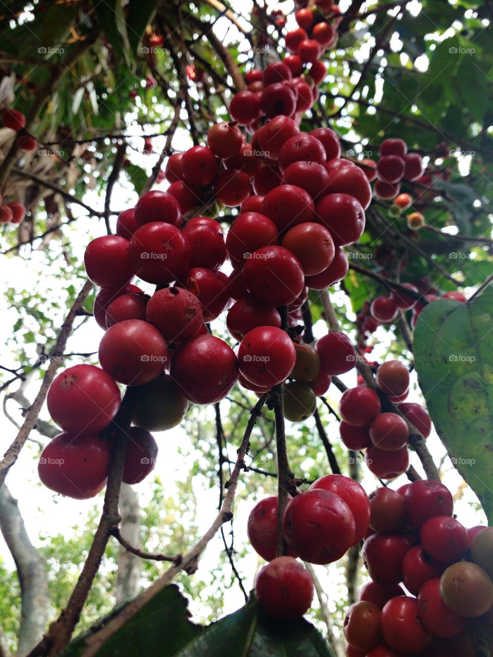 red fruits