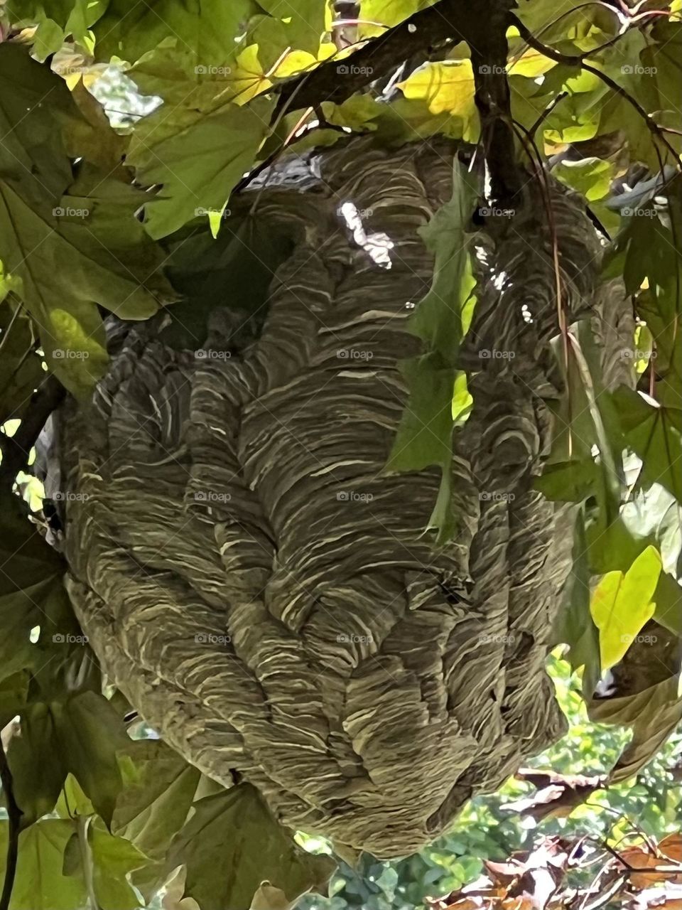 hornet nest 