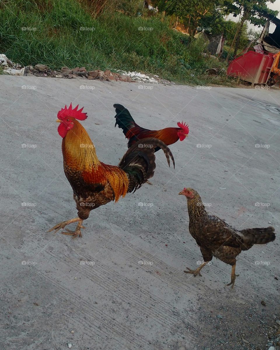 roosters and chicken