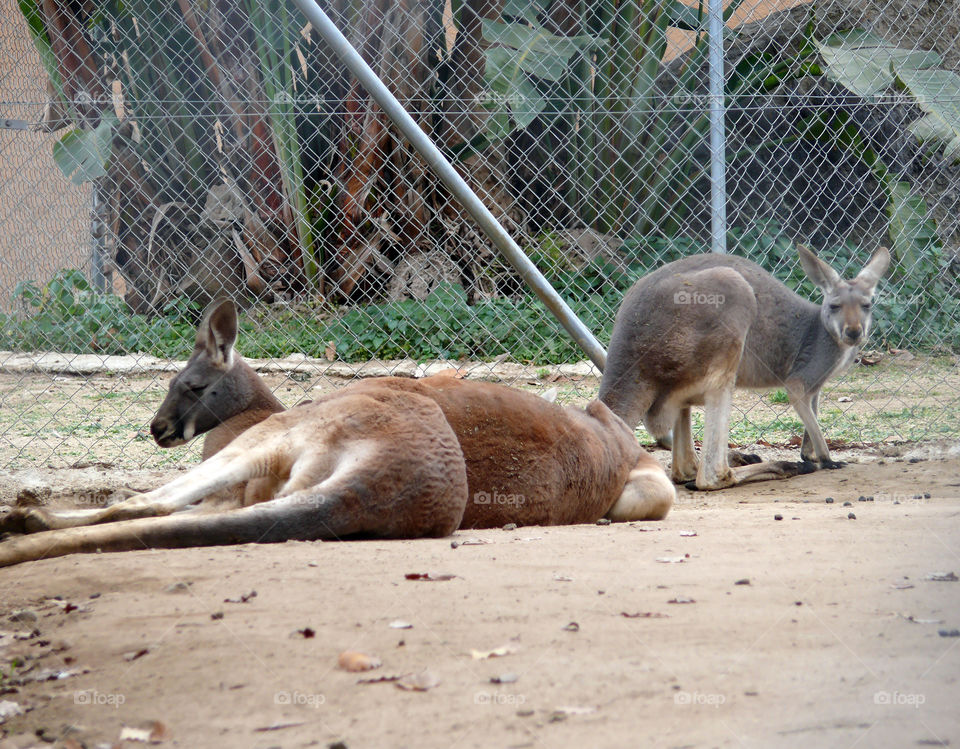 Cangaroos lying and standing with eyes closed in Barcelona, Spain.