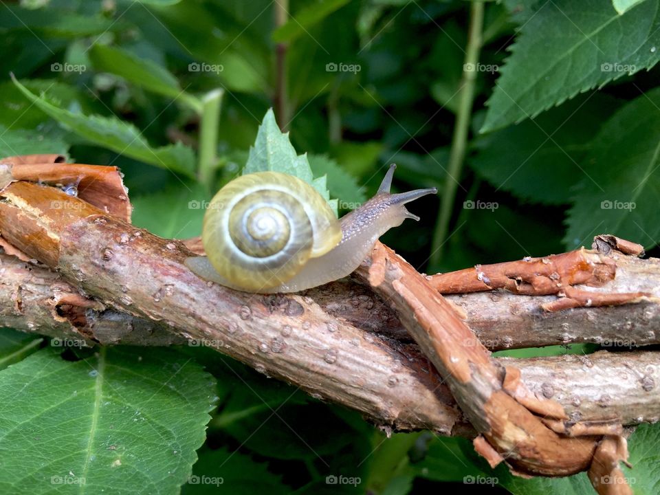 Snail Macro