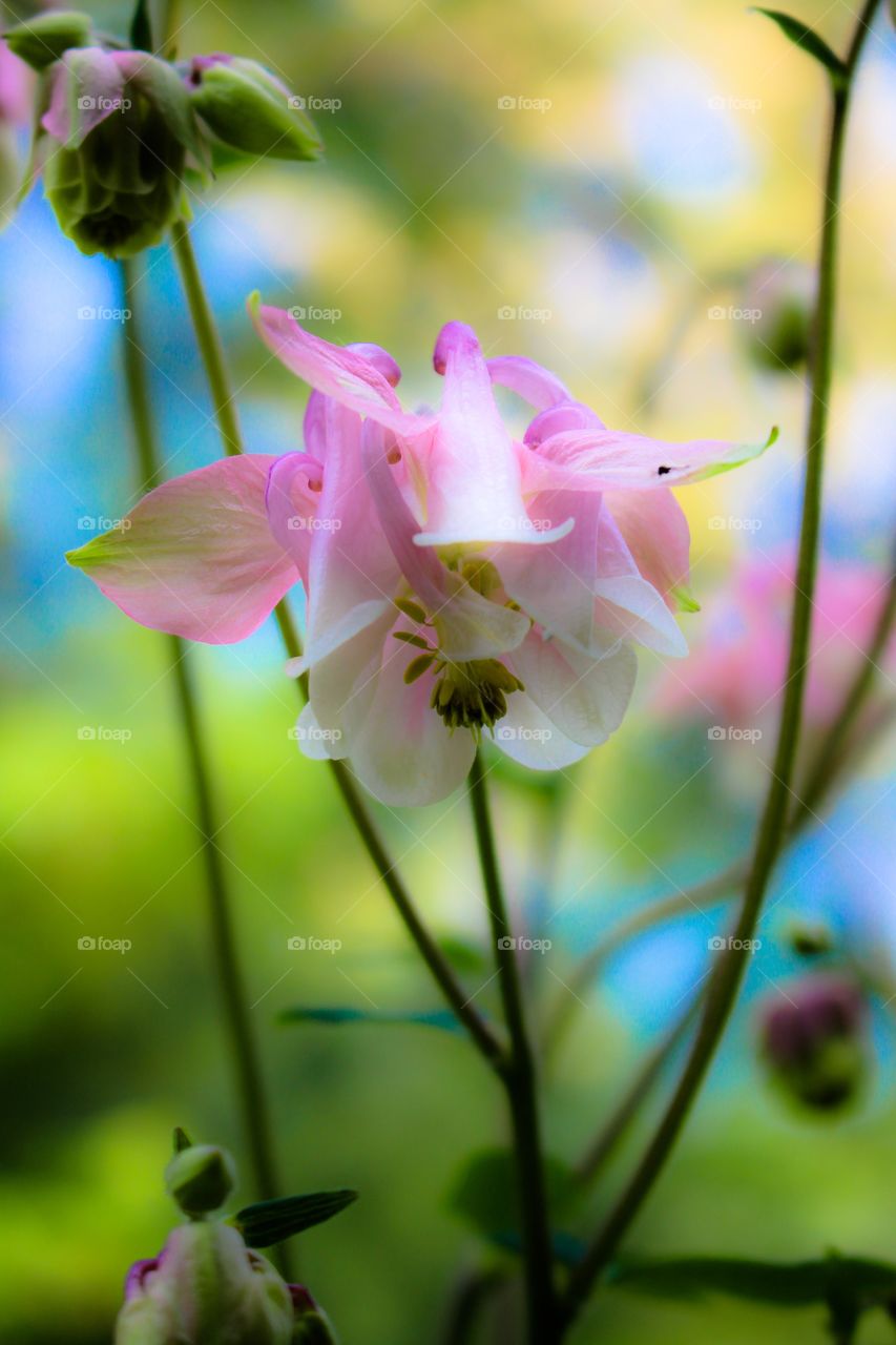 Columbine Dream