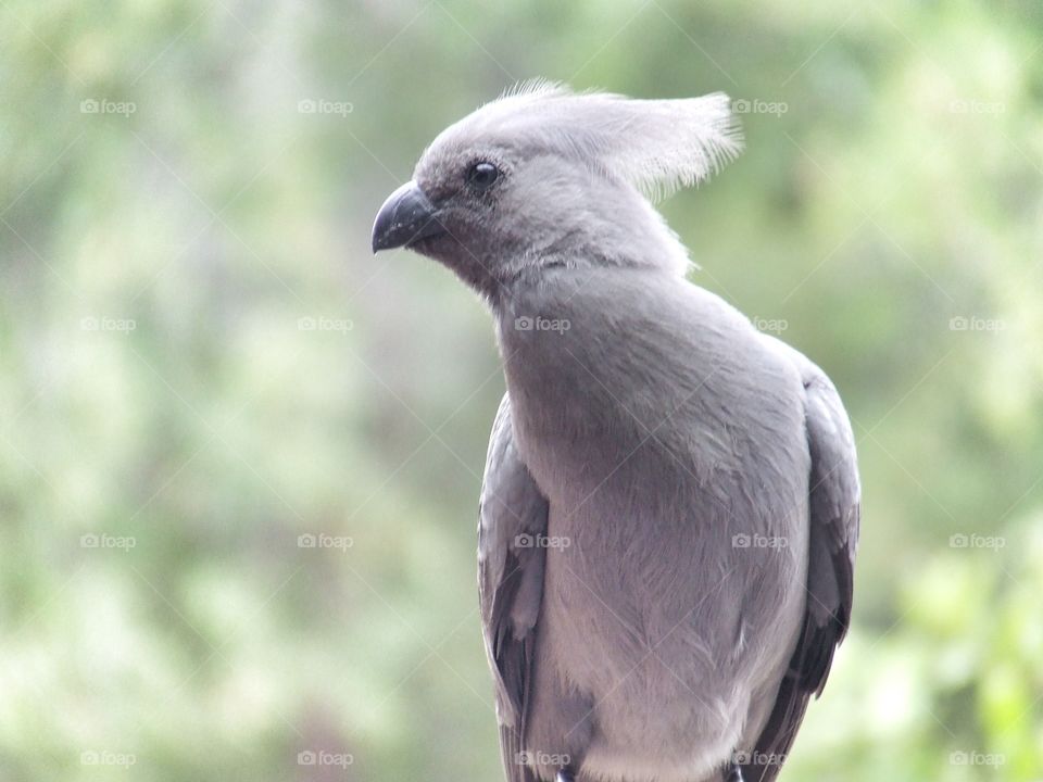 Gray bird portrait
