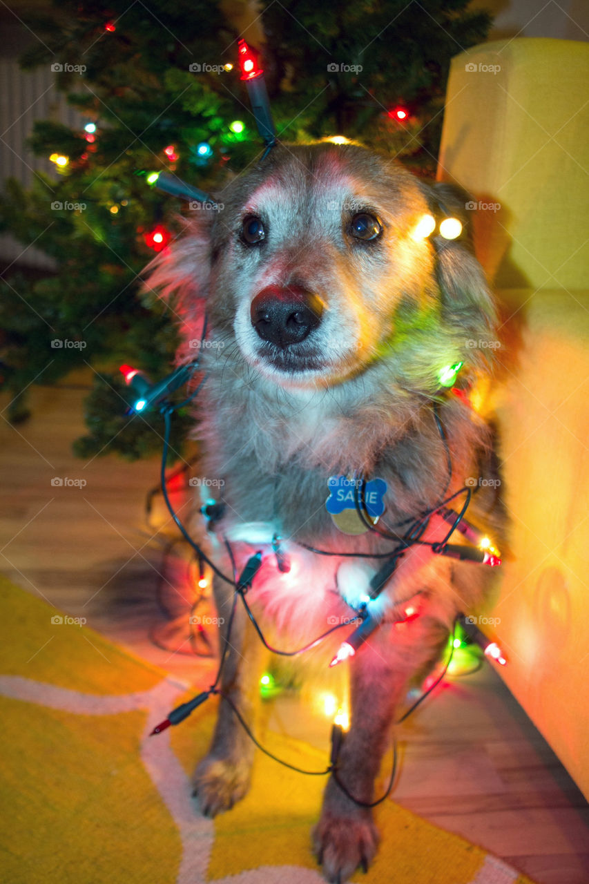 Dog covered in christmas lights