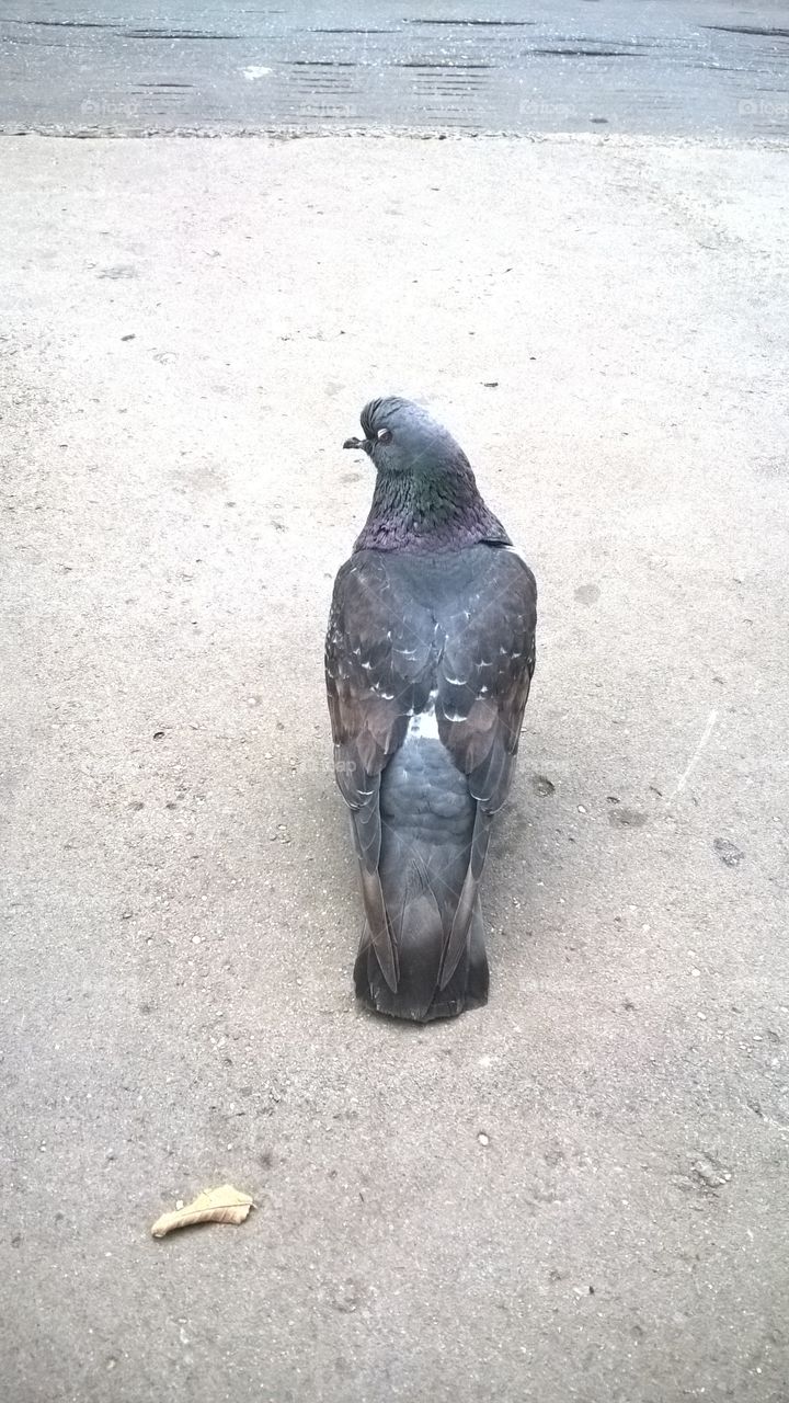 pigeon