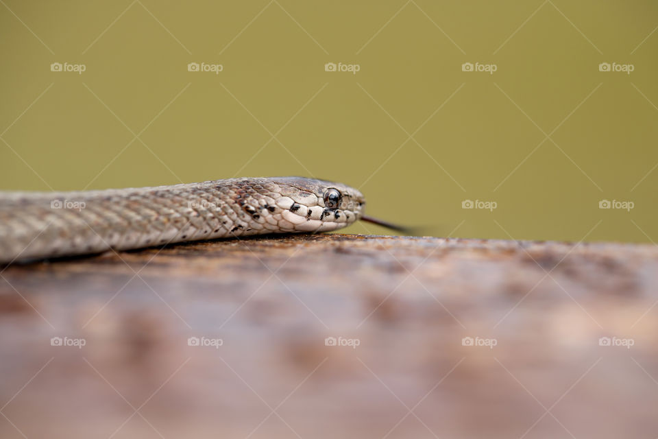 Close-up of baby snake