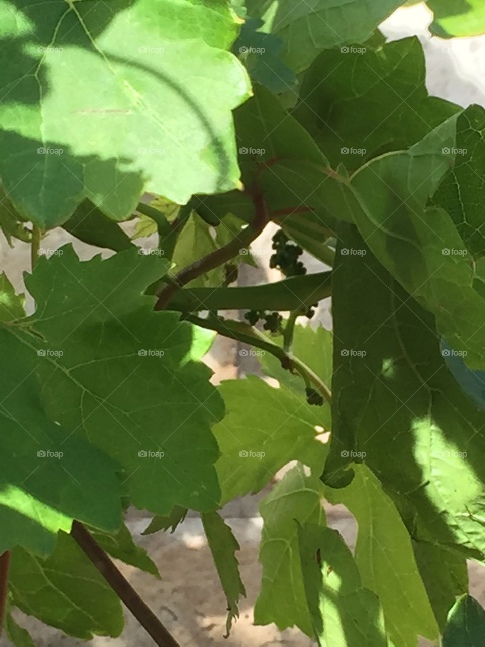 Baby grapes on the grapevine 