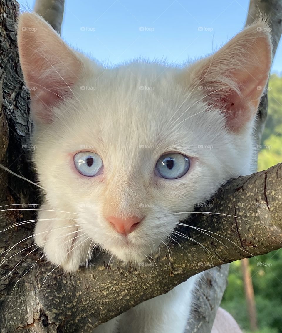 White kitten with crystal blue eyes peeking over the branch of a tree 