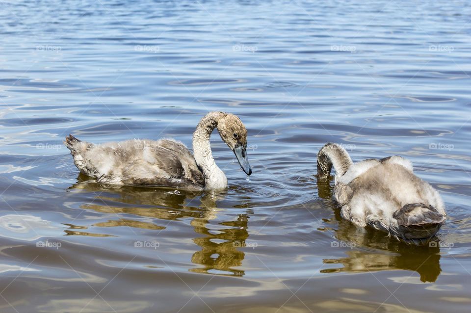 Swan family