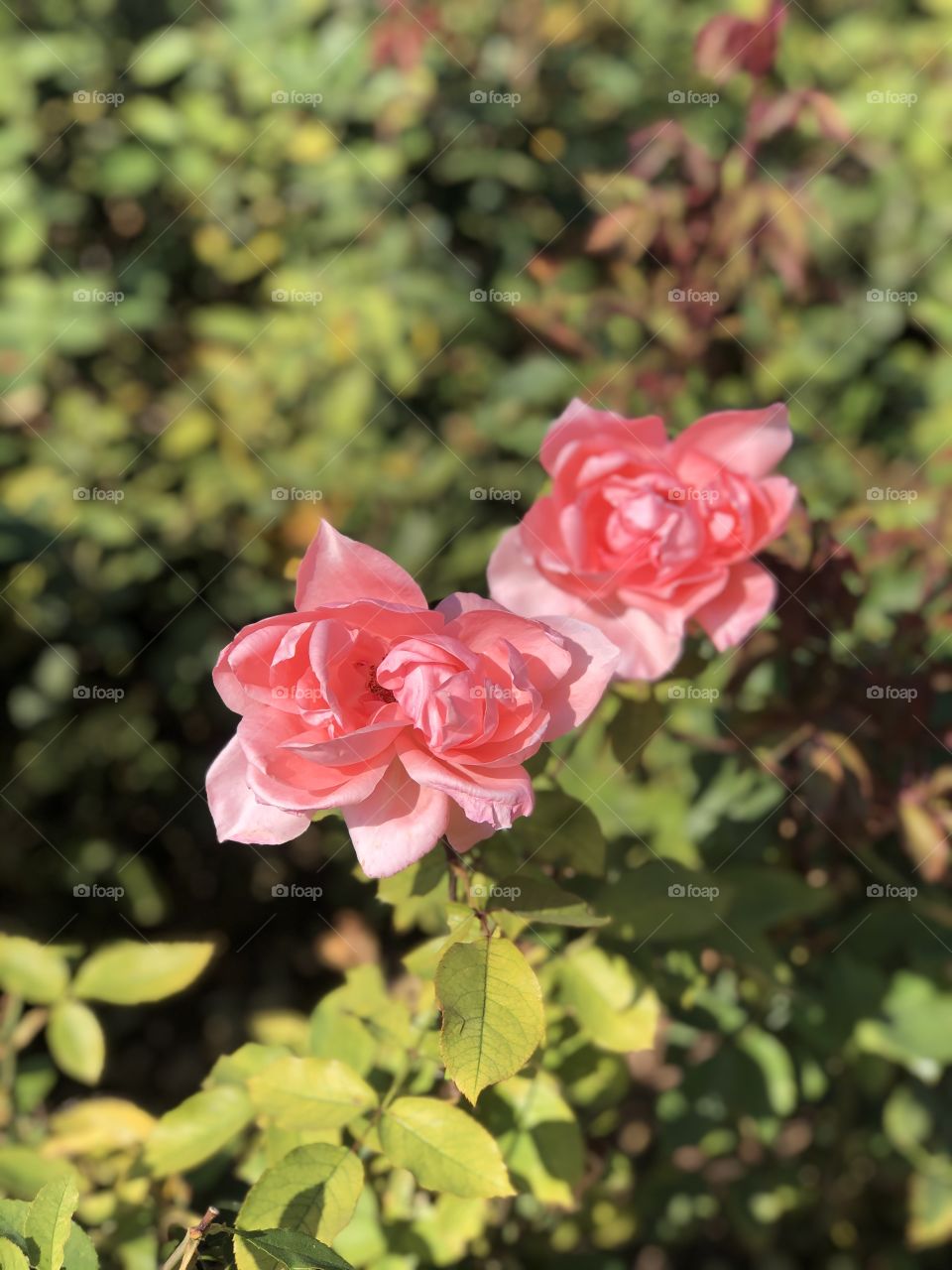 Pink roses