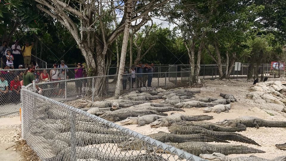 Alligators feeding time