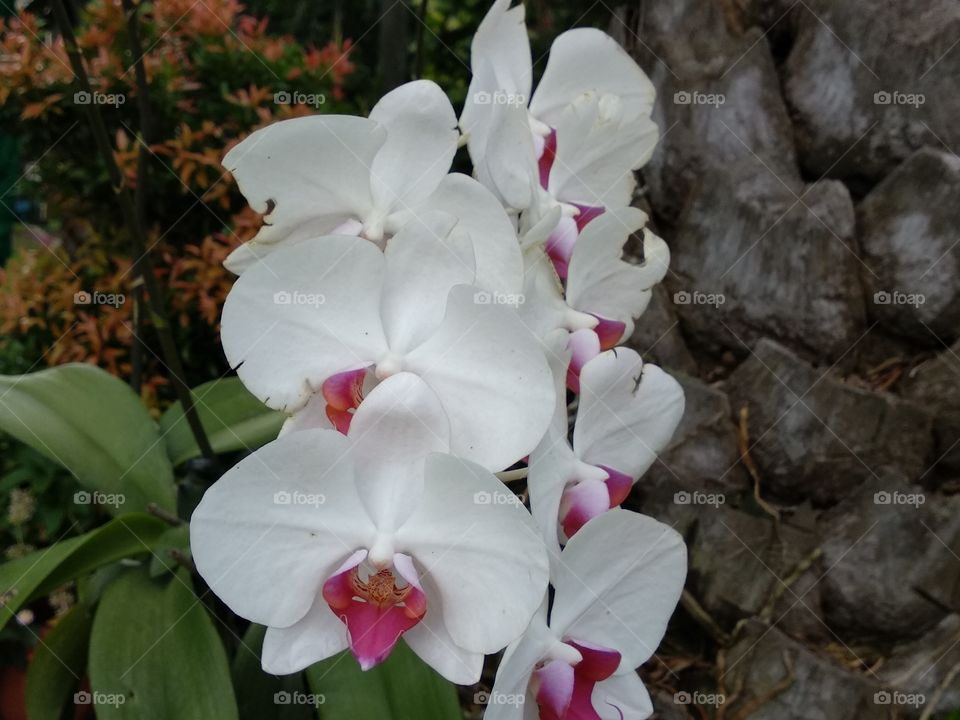 Elegant White Orchid