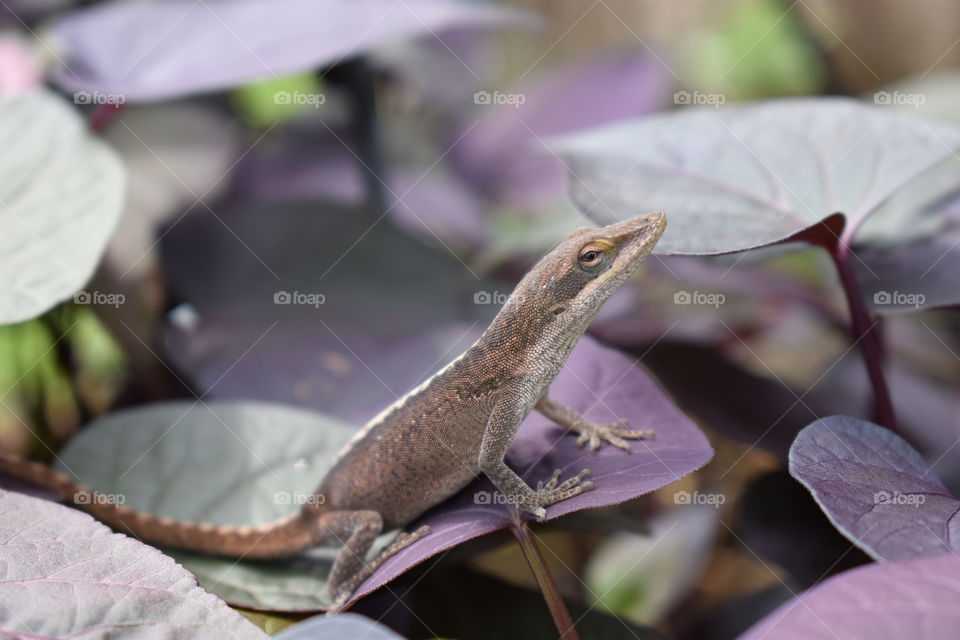 lizard on a plant