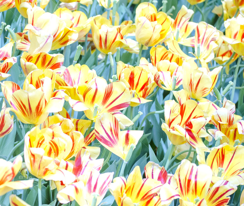 colorful flowers. walking through garden