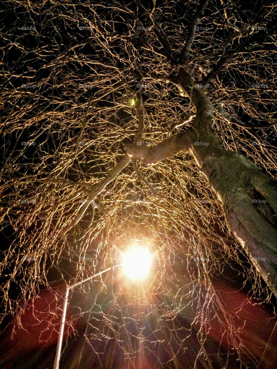street light / tree branches