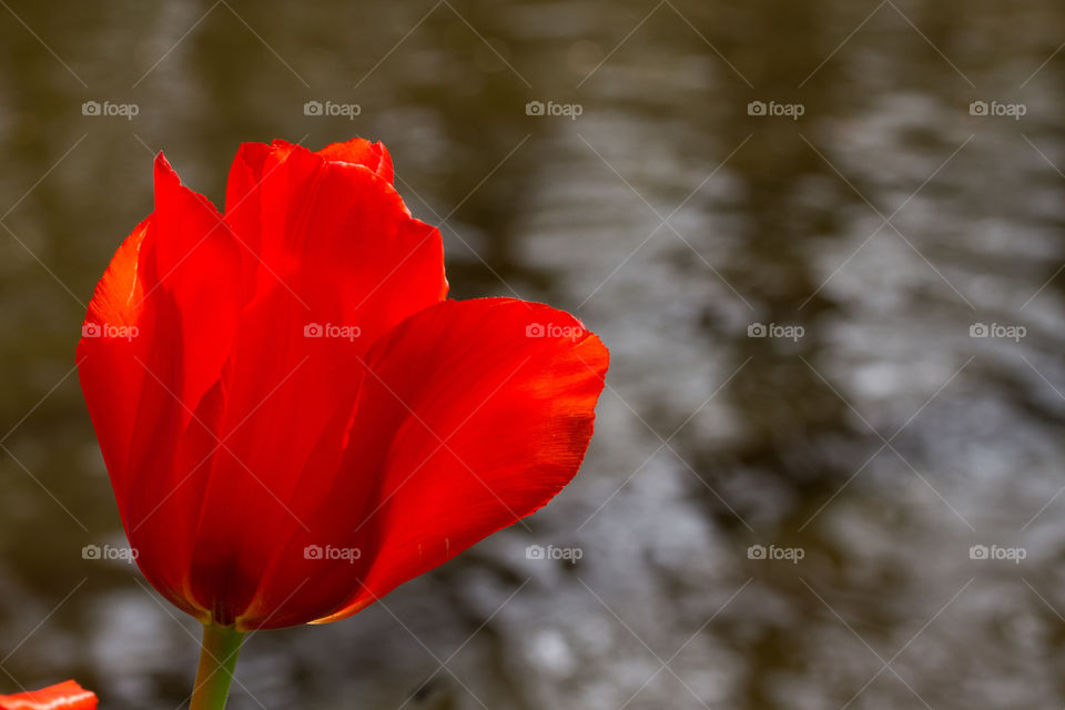 Close-up of red tulip