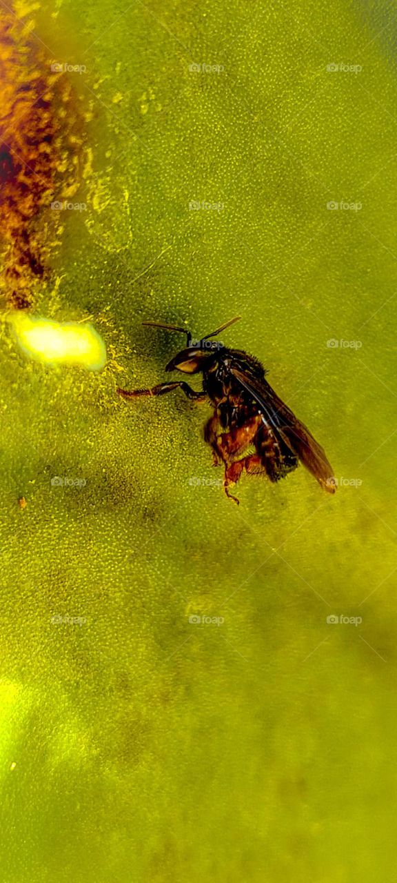 Manduri bee feeding on Cactus latex.
Abelha Manduri se alimentando do látex do Cactus.