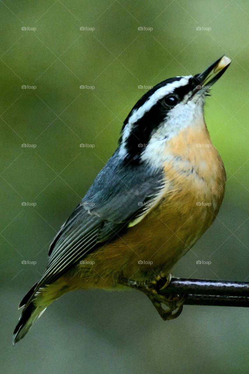 Red-breasted nuthatch