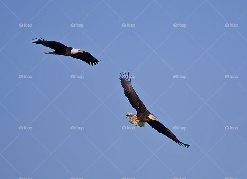 Two Eagles Flying Together