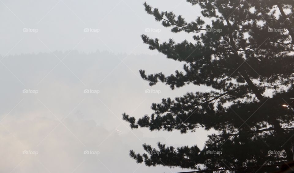 Tree, No Person, Landscape, Outdoors, Sky
