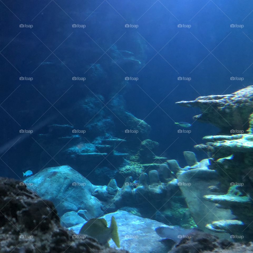 A stunning closeup shot of the reef life, taken inside the National Aquarium in London. 