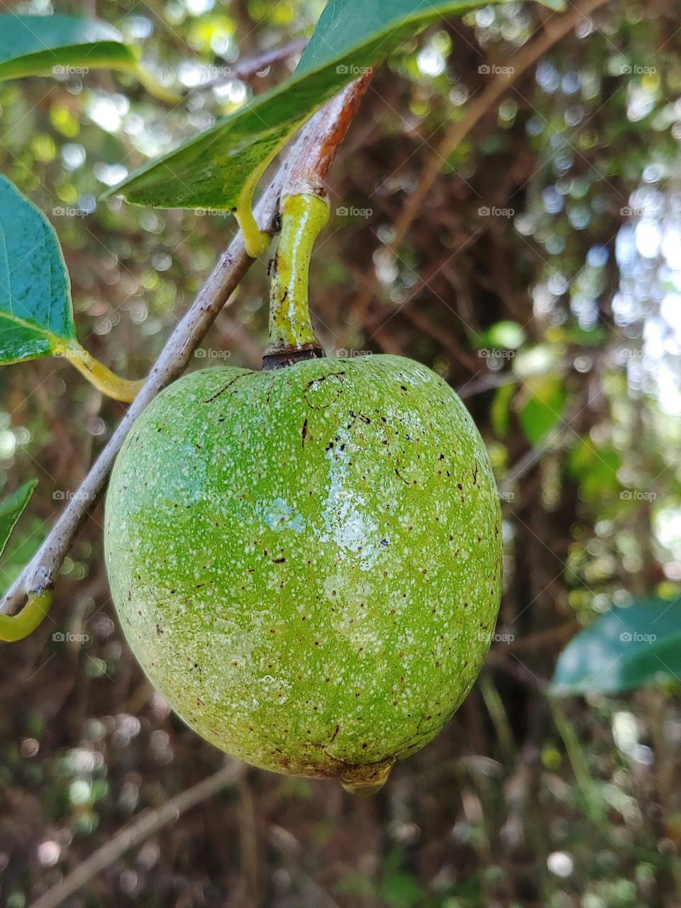 wild fruit captured