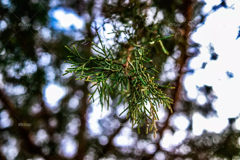 pine needles from a tree