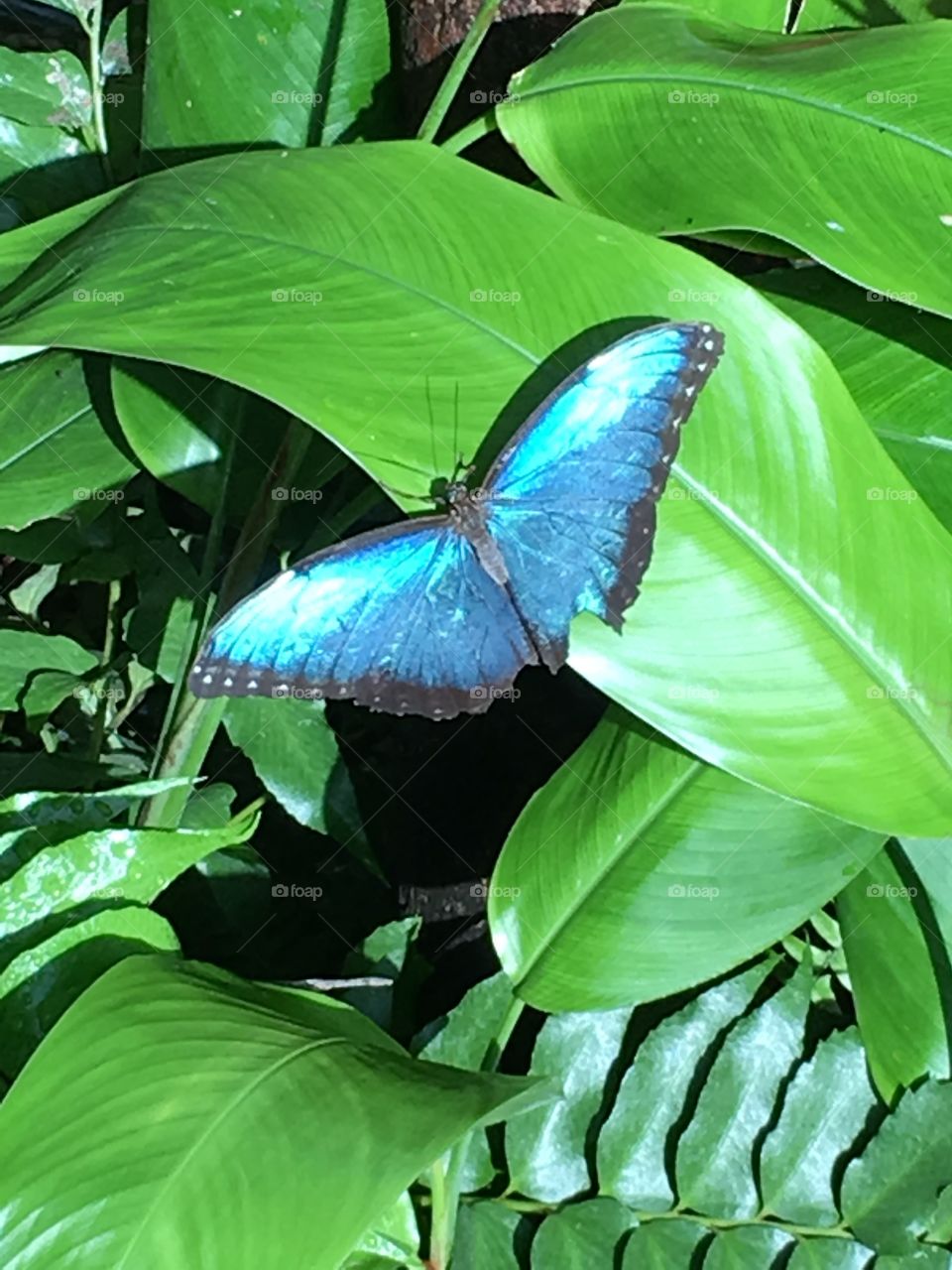 Key West Butterfly Conservatory 
