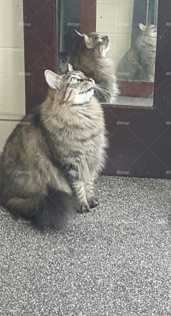 Cute fluffy grey and black cat sitting in front of multiple mirrors.