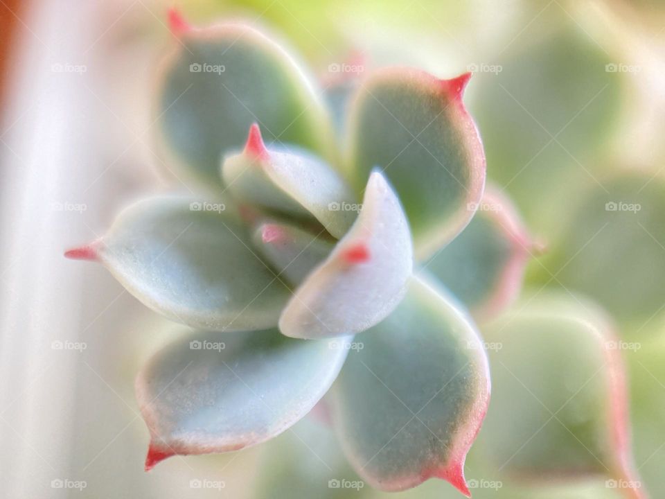 Natural backgrounds, beautiful red-tipped succulent 